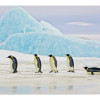 Seinapilt Penguins