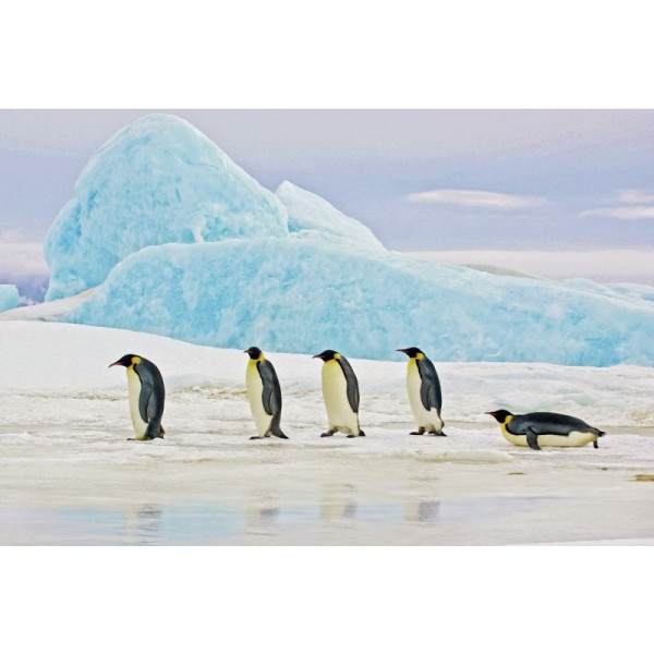 Seinapilt Penguins